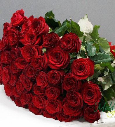 Роза красная голландская 60-70 cм Фото 394x433